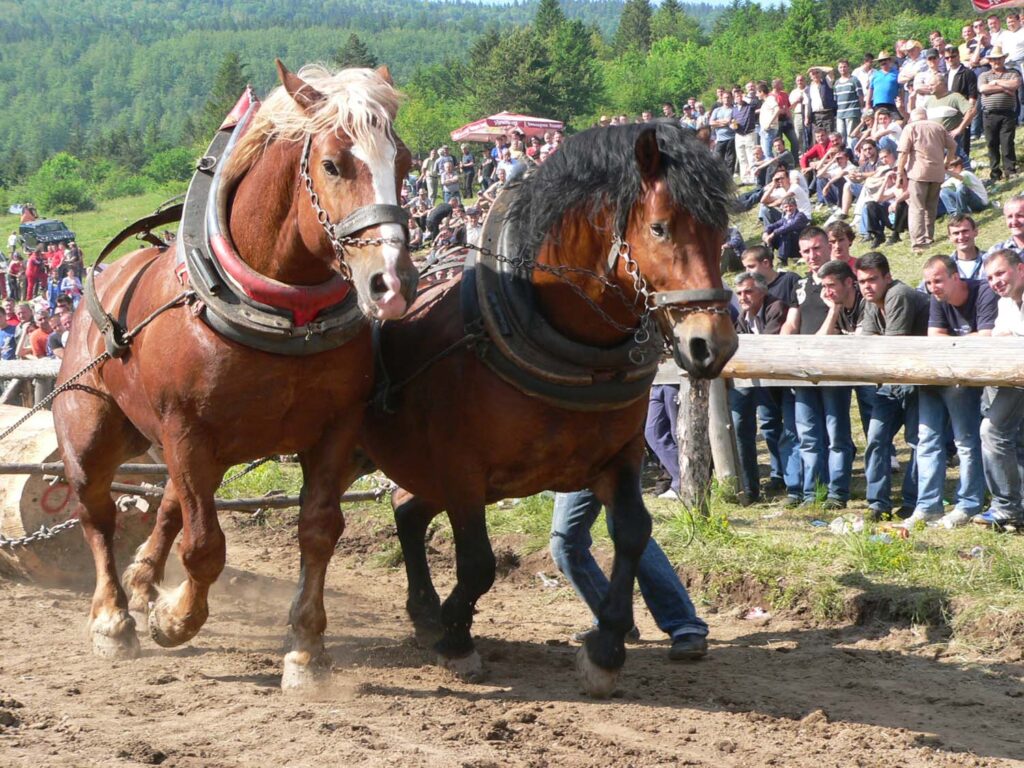 Najava štraparijade u Driniću, 29/30.6.2024. godine